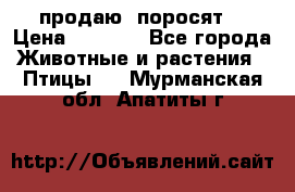 продаю  поросят  › Цена ­ 1 000 - Все города Животные и растения » Птицы   . Мурманская обл.,Апатиты г.